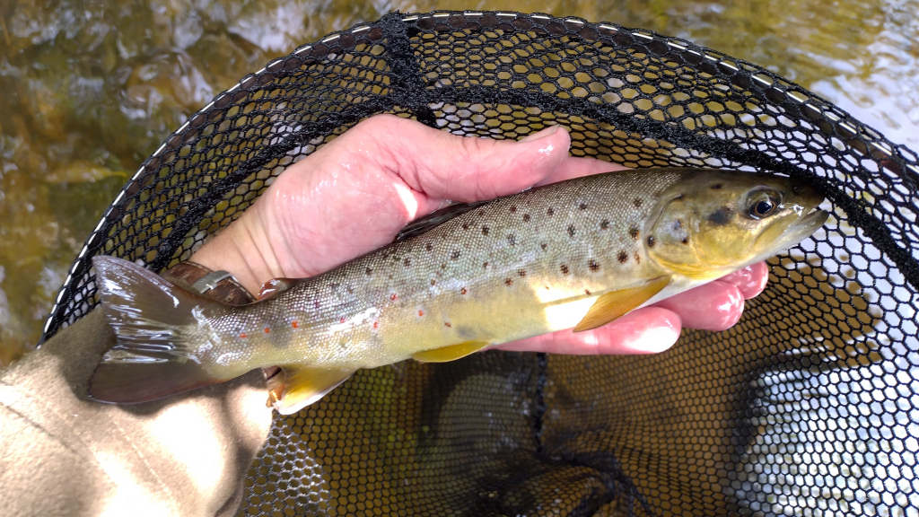 Photo of the first trout